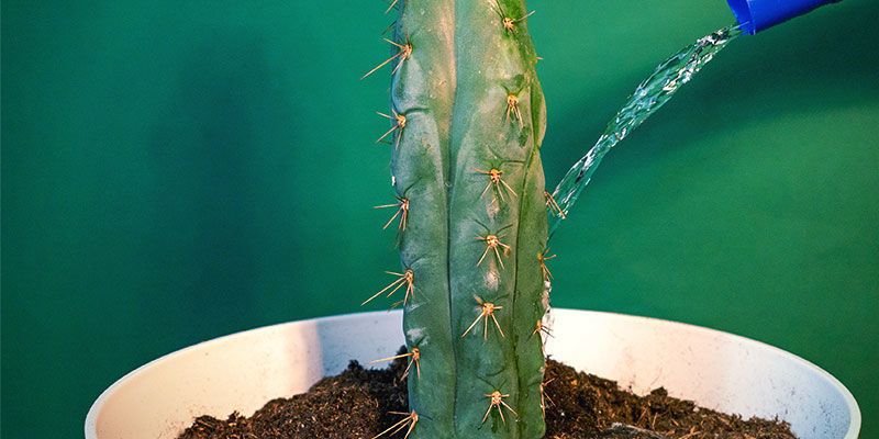 Como cuidar da Echinopsis zamnesiana