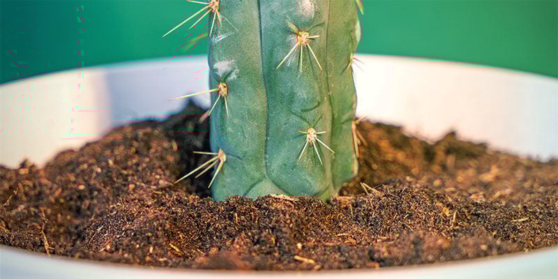 Como cultivar Echinopsis Zamnesiana
