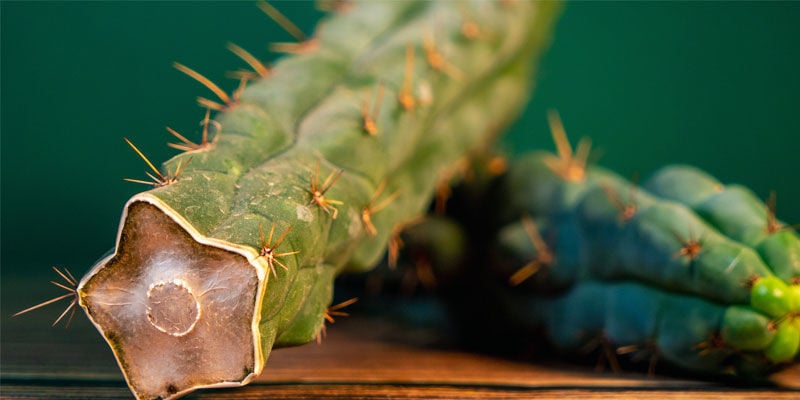 Como identificar a Echinopsis zamnesiana