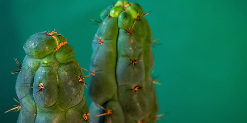 O que é a Echinopsis zamnesiana?