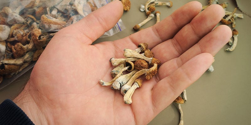 Diferenças na potência dos cogumelos mágicos