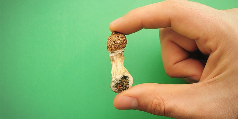 A definição de cogumelo mágico