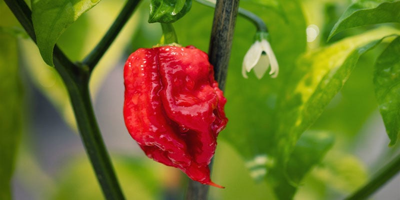 Malaguetas mais picantes: Carolina Reaper