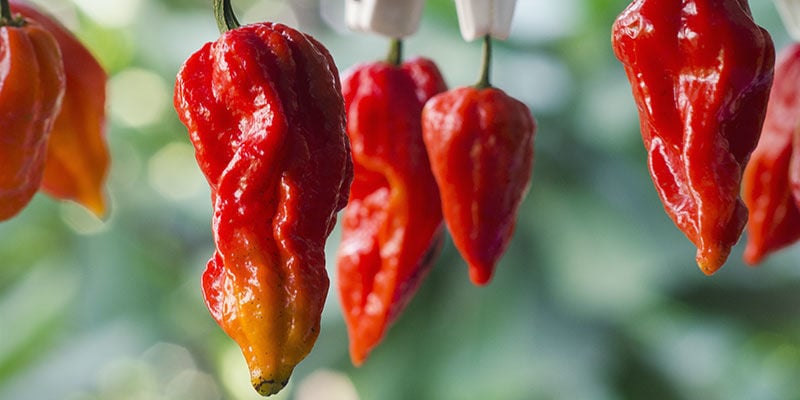Malaguetas mais picantes: 7 Pot Barrackpore
