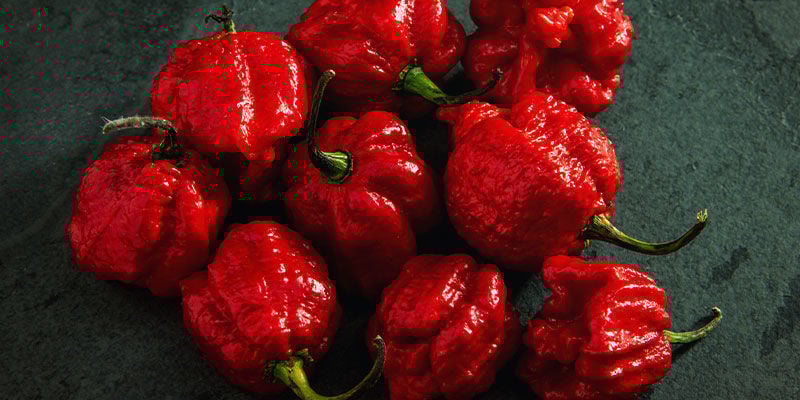 Pimentas Mais Picantes: 7 Pot Primo