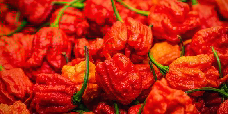 Pimentas Mais Picantes: Infinity Pepper