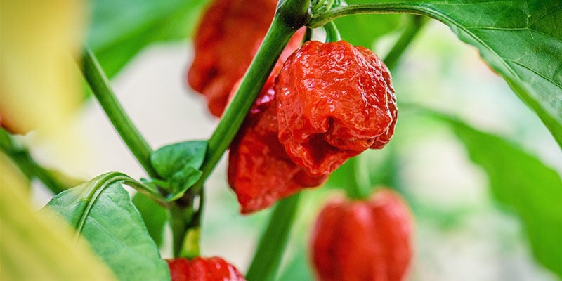 Malaguetas mais picantes: Trinidad 7 Pot