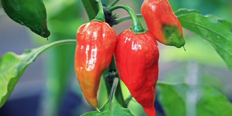 Pimentos mais picantes: Ghost Pepper (Bhut Jolokia)