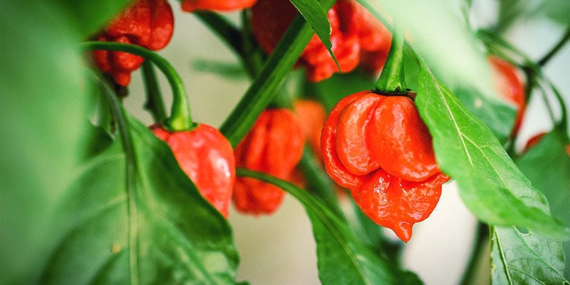 Malaguetas mais picantes: Trinidad Moruga Scorpion