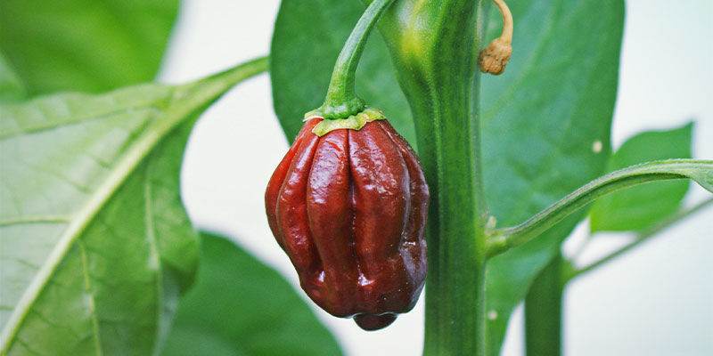 Pimentas mais picantes: Chocolate Bhutlah