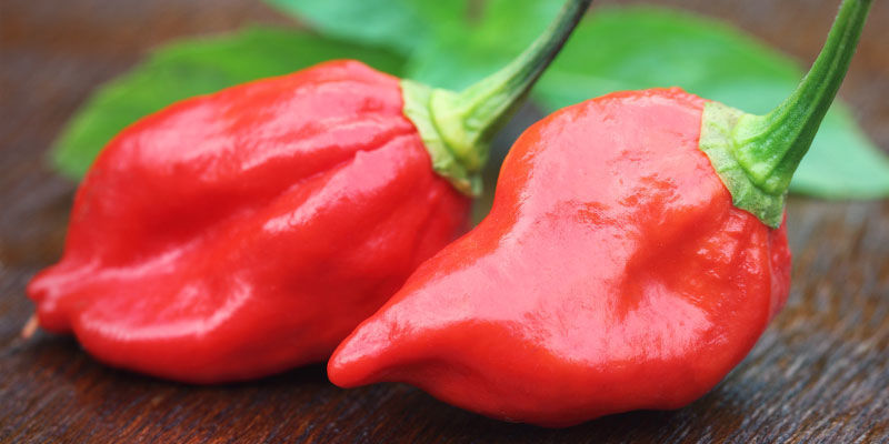 Pimentas mais picantes: Dorset Naga