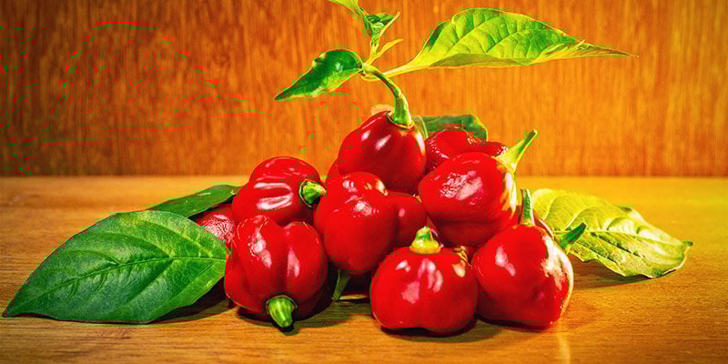 Malaguetas mais picantes: Trinidad Scorpion Butch T