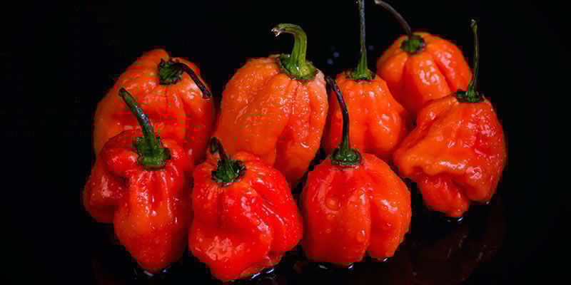 Pimentos mais picantes: Naga Viper 