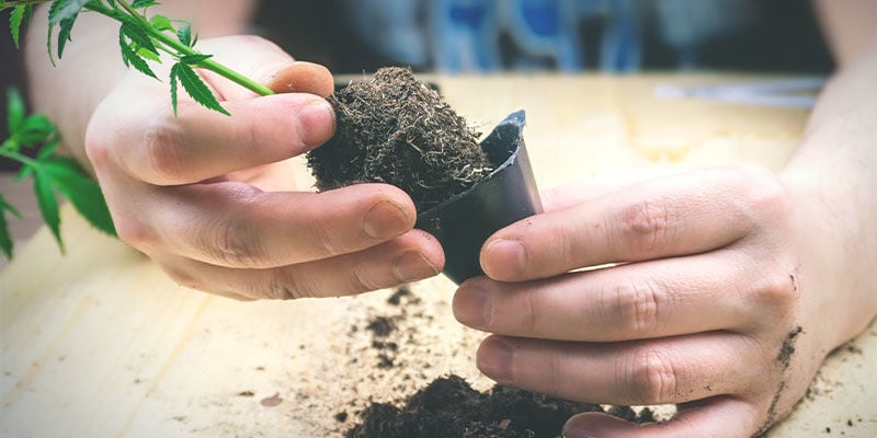 Adicionar guano de morcego após a plantação