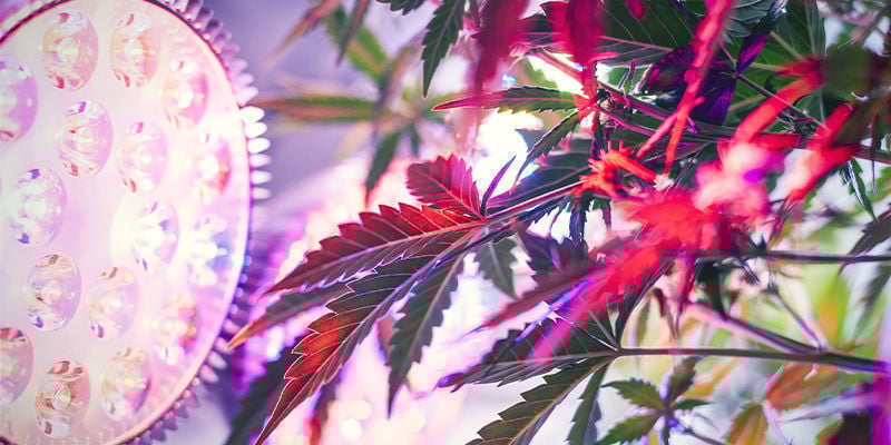 Como instalar iluminação lateral para plantas de canábis?