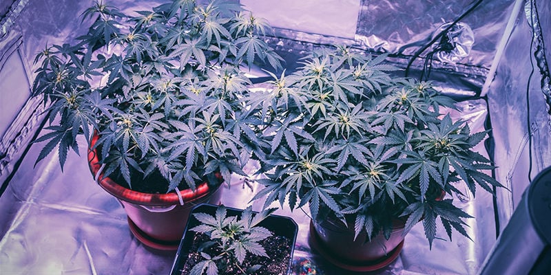 Deve Colocar Luzes Laterais na Sua Tenda de Cultivo?