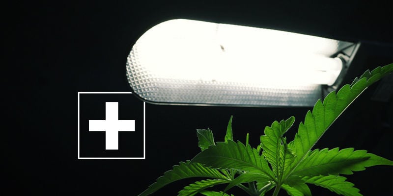 Os benefícios da iluminação lateral para a canábis