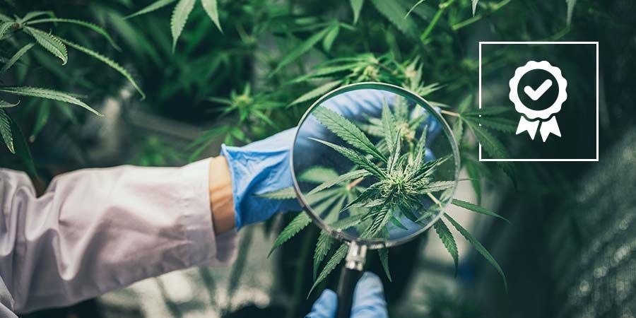 Canábis medicinal vs recreativa: Qualidade