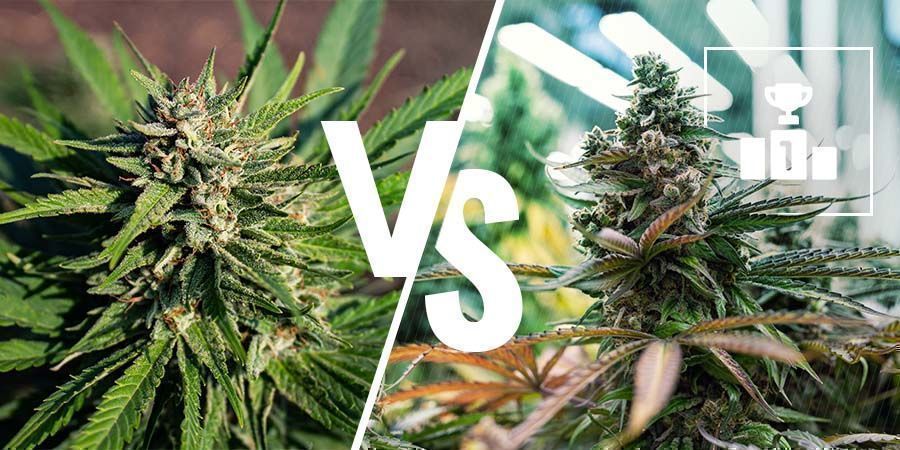 Qual é melhor: canábis medicinal ou recreativa?