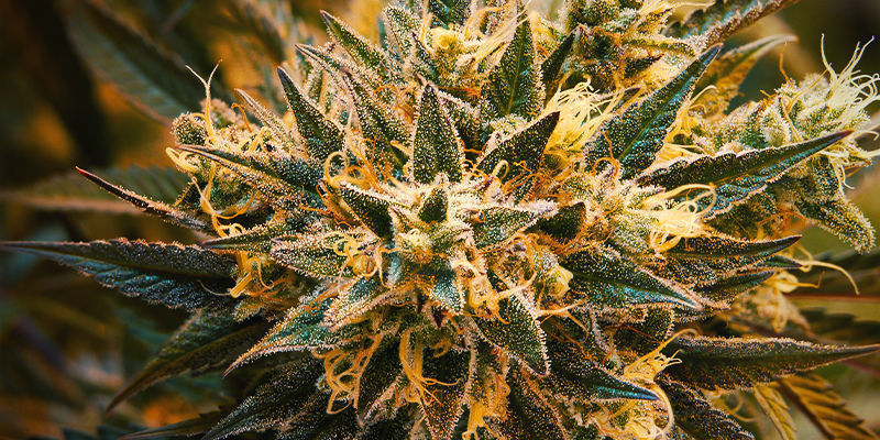 O que é o Delta-8 THC?