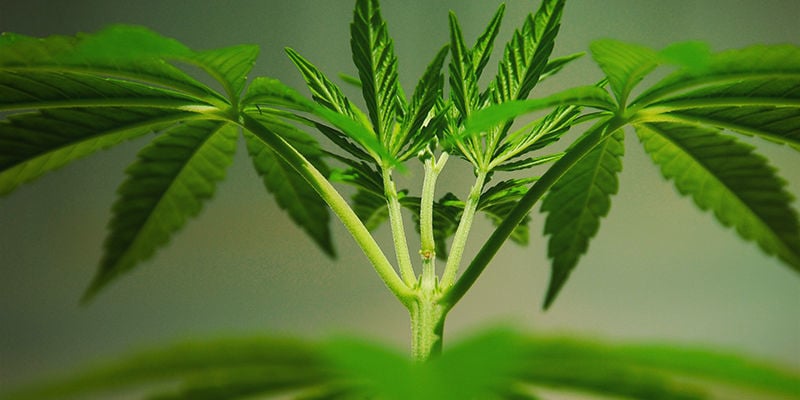 O que são mutações em cannabis?