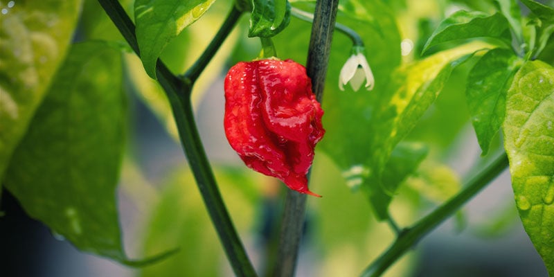 Malaguetas Carolina Reaper