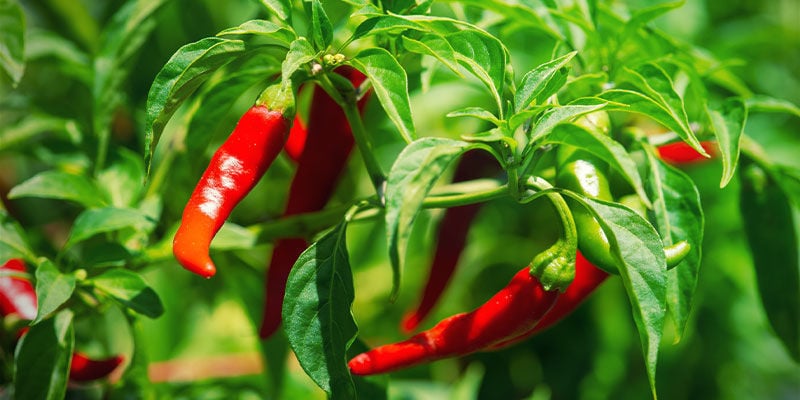 Pimentos cayenne