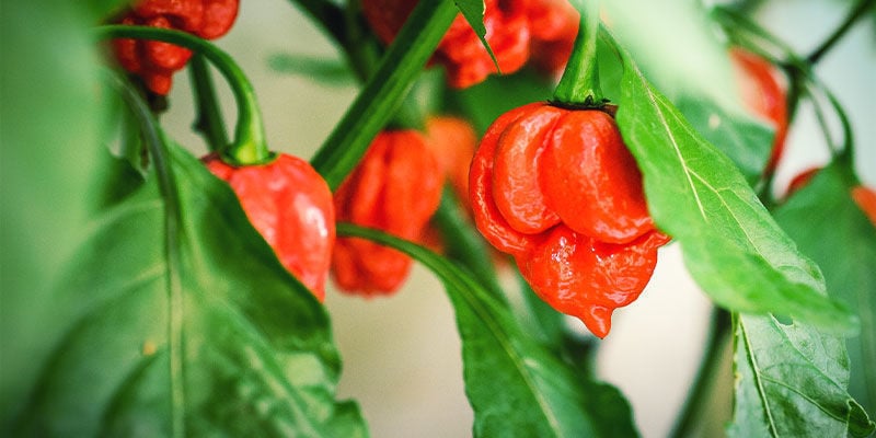 Malaguetas habanero