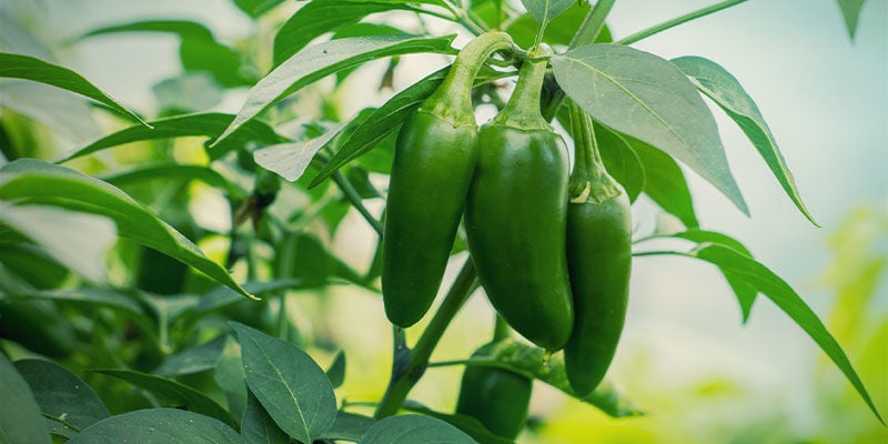 Pimentos Jalapeño