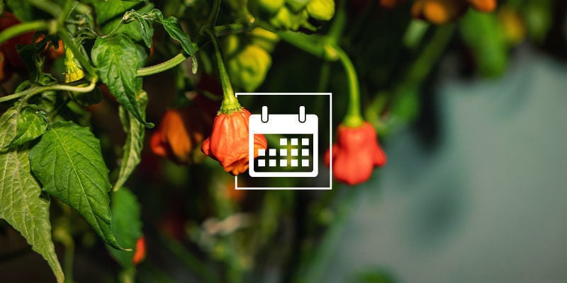 Em que altura do ano se colhem os pimentos?