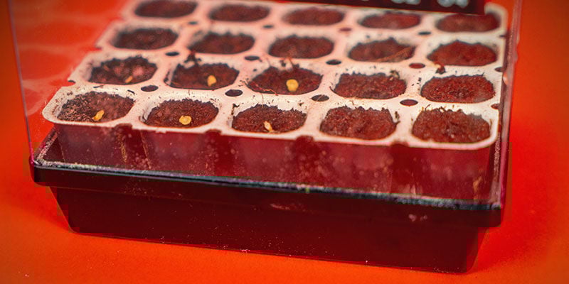 Germinação de sementes de pimenta em terra