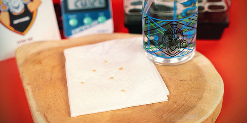 Germinação de sementes de pimento com o método do papel de cozinha