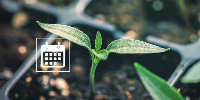 Quando começar a germinar sementes de pimento?