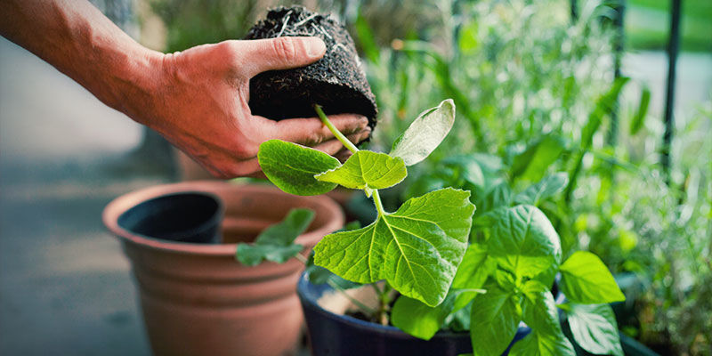 Quando transplantar plântulas de pimentos picantes?