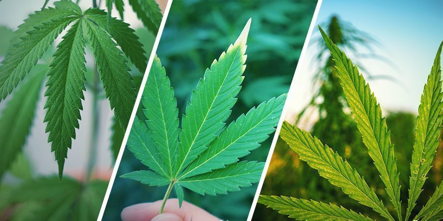 Qual é a diferença entre cânhamo, canábis e marijuana?