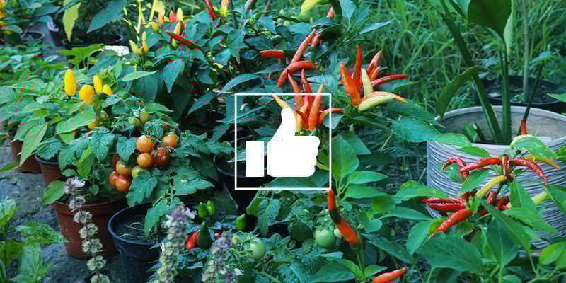 Quais são os benefícios das plantas companheiras para pimentos?