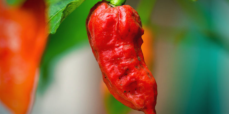 Comece pela variedade de malagueta mais picante (SHU)