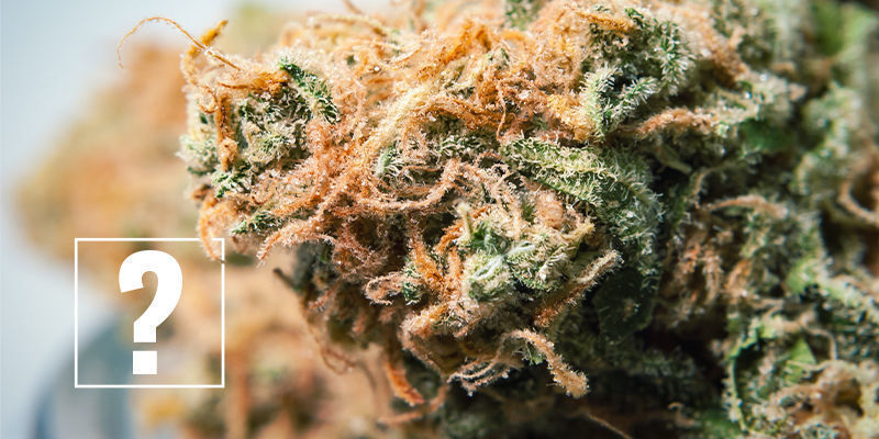 Deve preocupar-se com alergias ao cannabis?