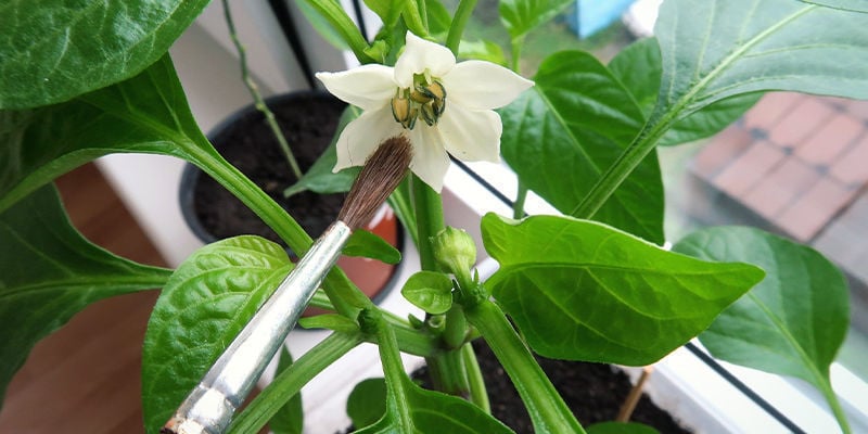 Dicas para cultivar malaguetas picantes em casa