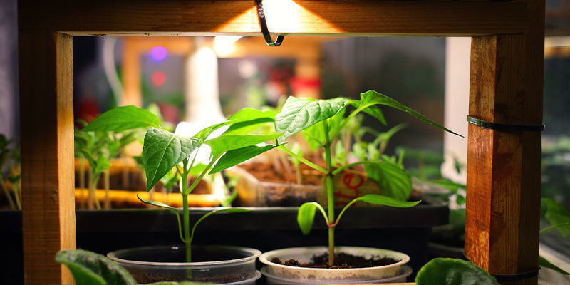 O que precisa para cultivar malaguetas picantes em casa?