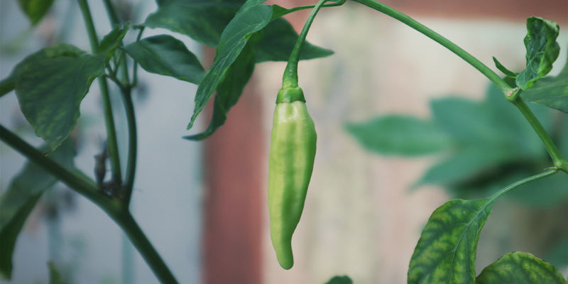 Quais são os melhores pimentos picantes para cultivar em casa?