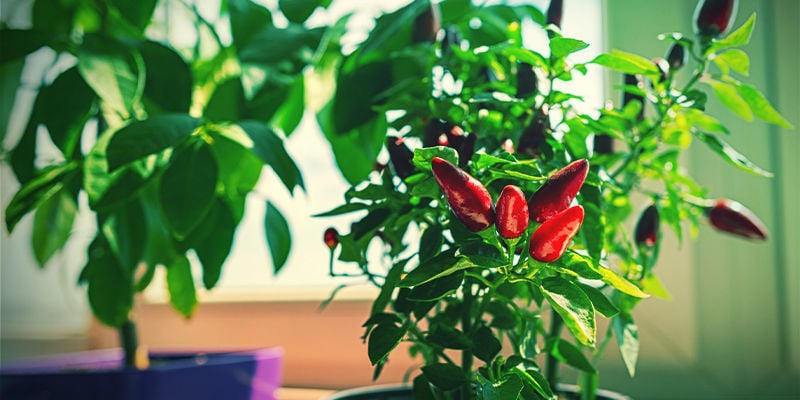 Porque deve cultivar pimentos picantes em casa?