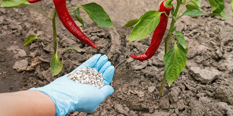 Como fertilizar plantas de malagueta