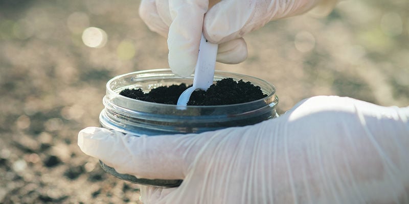 Qual é o melhor fertilizante para plantas de pimentos picantes?