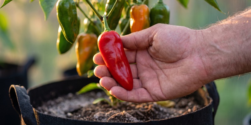 Fertilização e picante: o fertilizante pode afetar o ardor? Fertilização e picante: o fertilizante pode afetar o ardor?