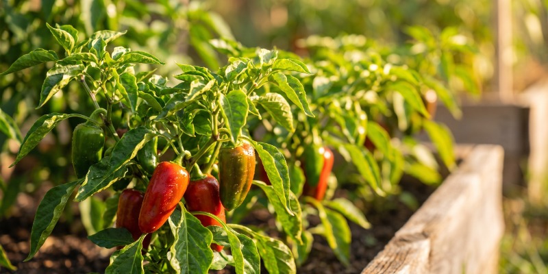 Como fertilizar plantas de malagueta Como fertilizar plantas de malagueta