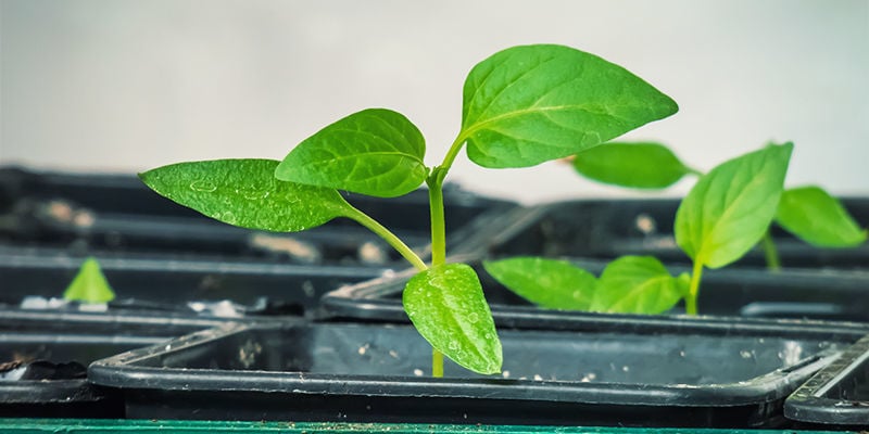 Começar plantas de malagueta no interior