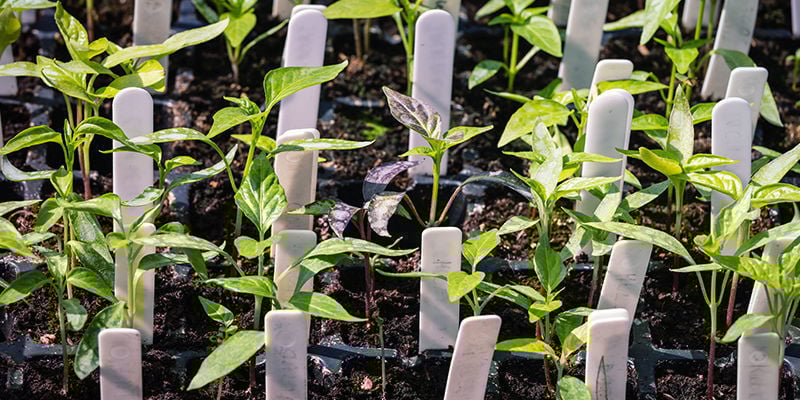 Dicas para cultivar malaguetas ao ar livre