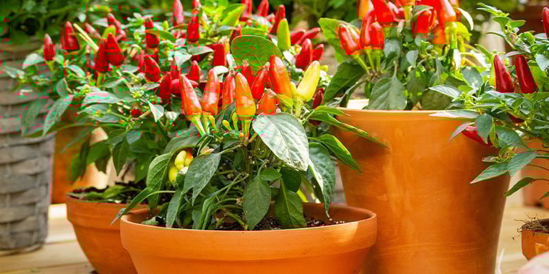 O que é necessário para cultivar malaguetas ao ar livre?