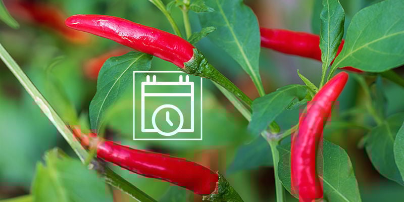 Quando começar a cultivar malaguetas ao ar livre?